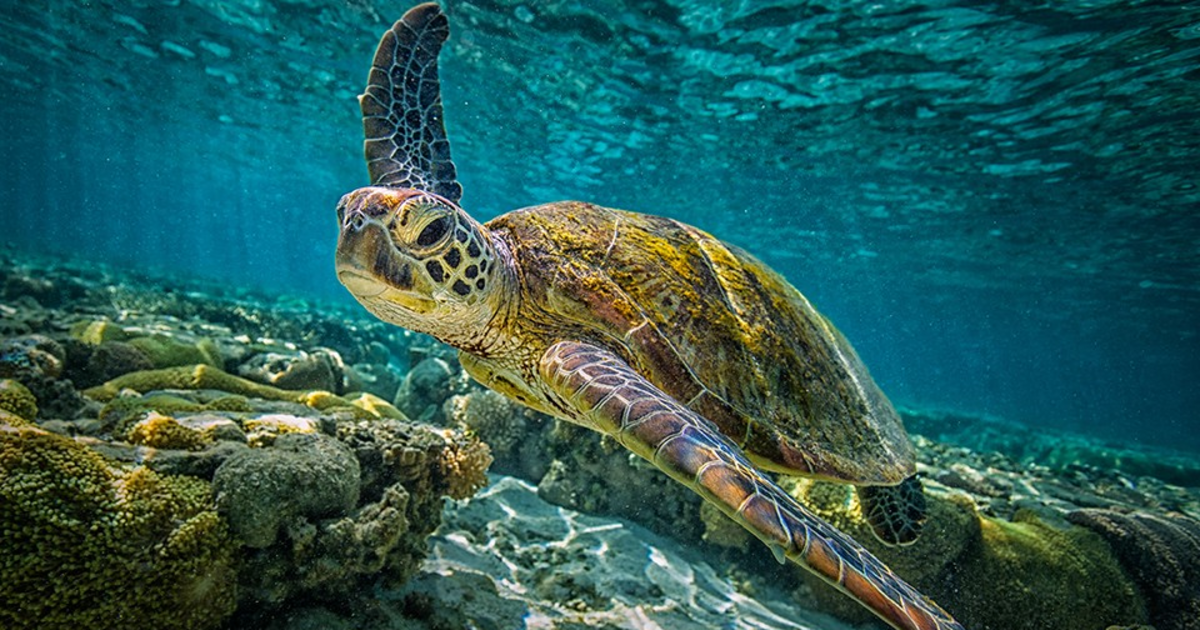 Great Barrier Reef in Kansas City at Regnier Extreme Screen