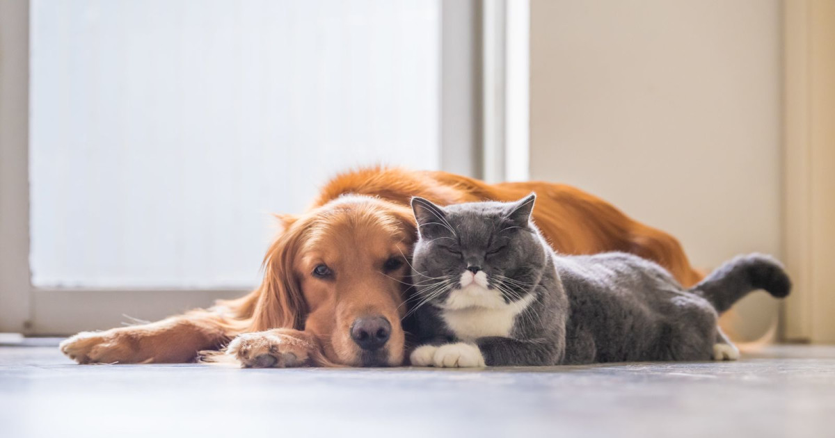 Best Friends Pet Hotel Grand Opening Celebration in