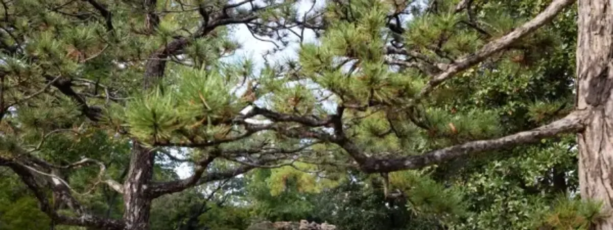 Discover Forest Bathing