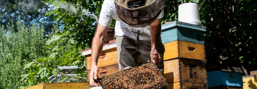 Philadelphia Honey Festival