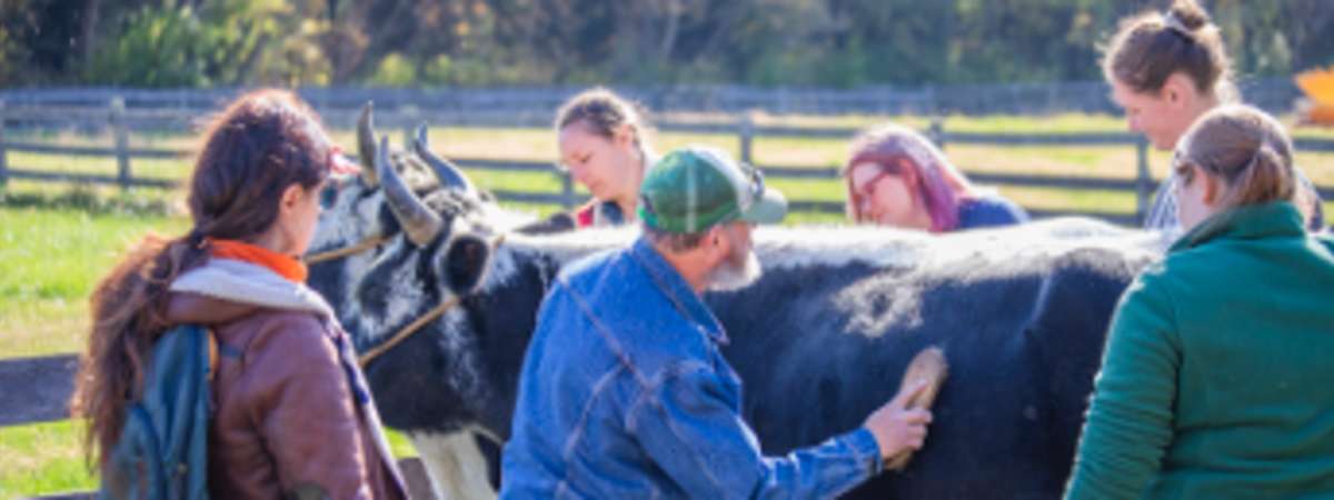 All About Oxen