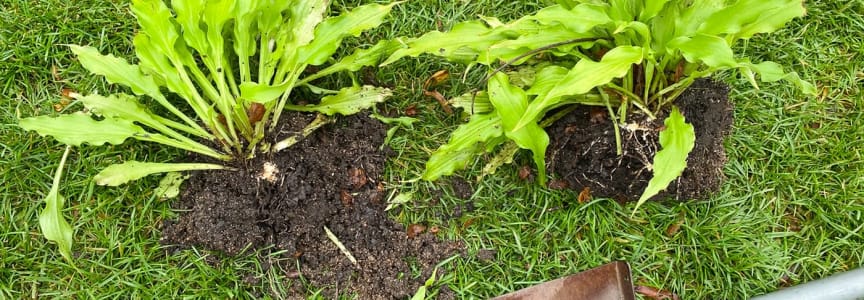 How to Divide Perennials