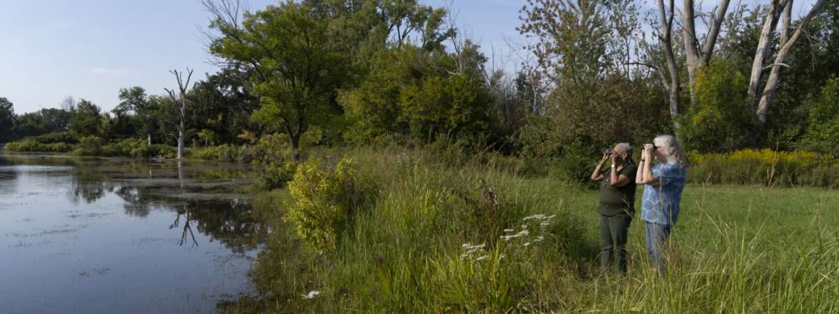 Bird Walk