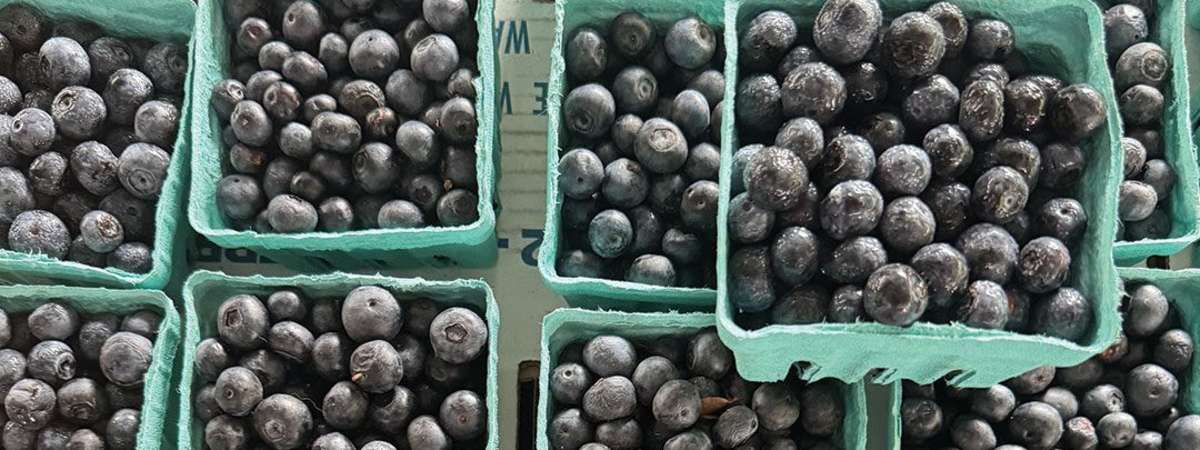 Blueberry Weekend