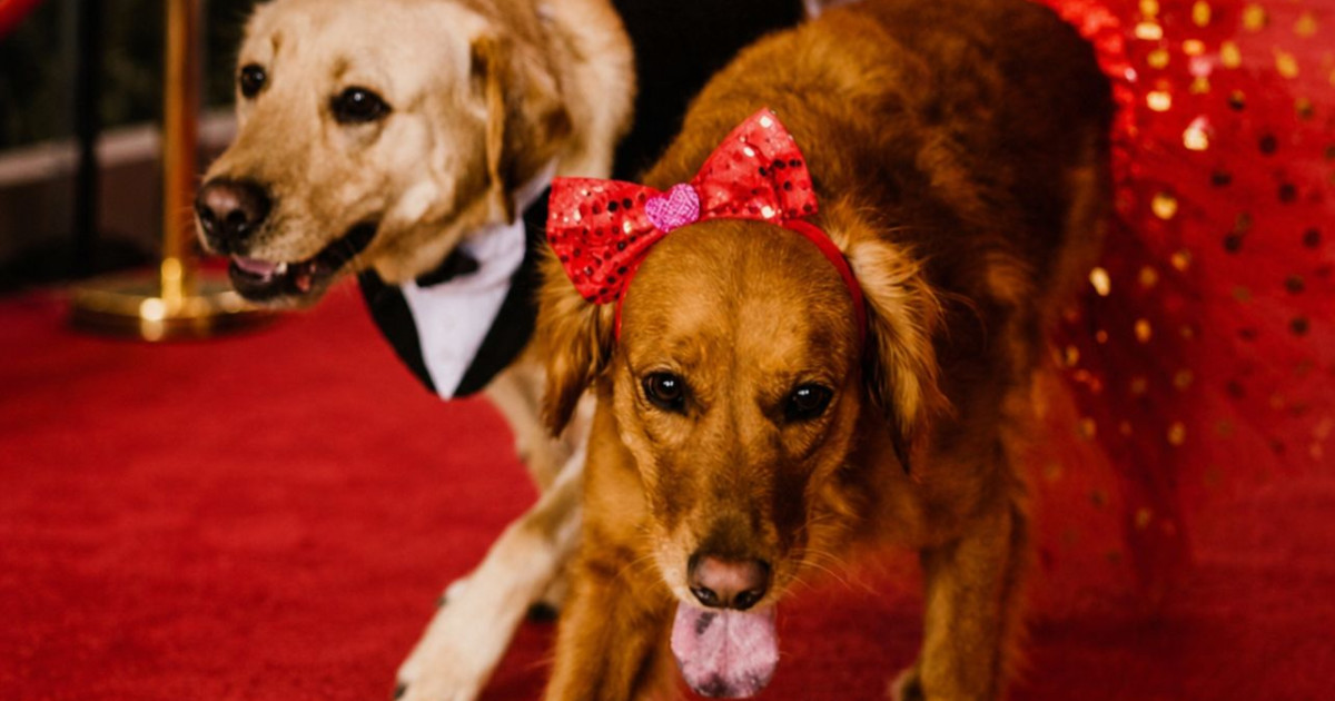 Dog Prom in Louisville at World of Beer