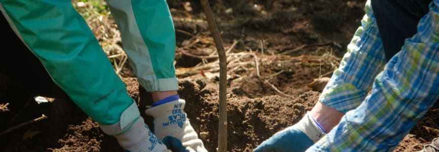 Volunteer Tree Planting