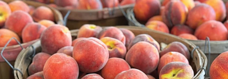 Peach Focus