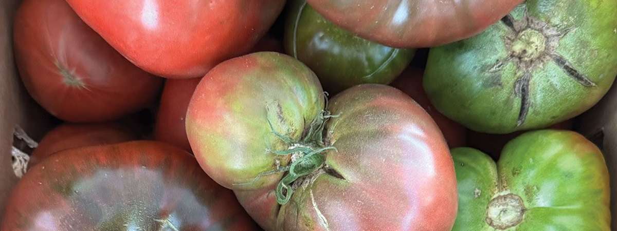 Tomato Focus