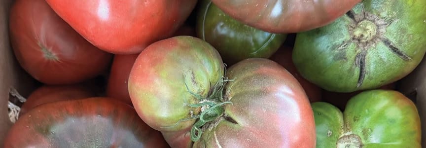 Tomato Focus
