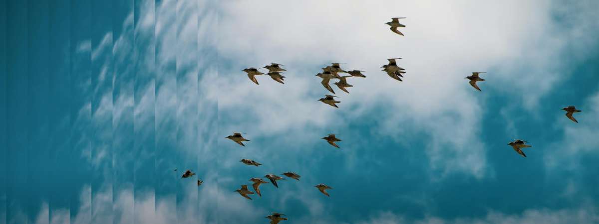 For the Birds: Music of Olivier Messiaen