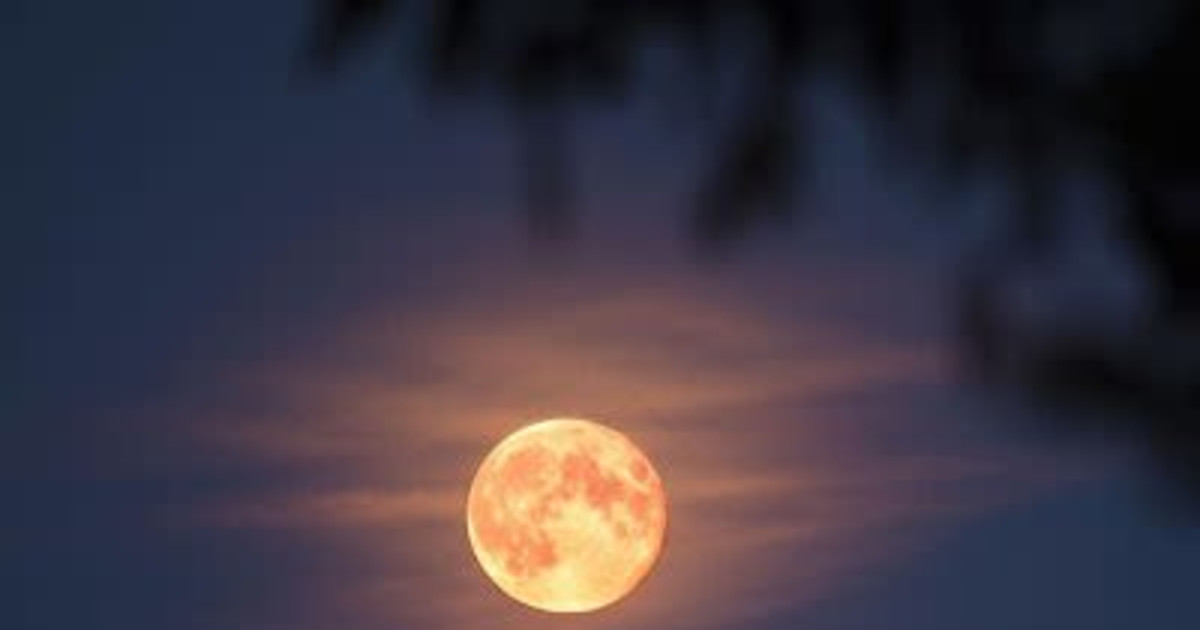 Park after Dark: Moonwalk + Stargazing