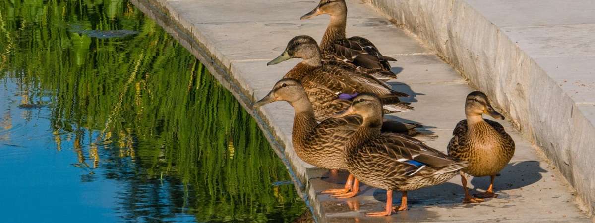 Accessible Birding