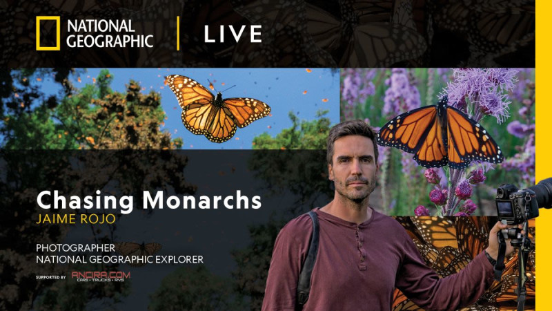 Chasing Monarchs with Jaime Rojo