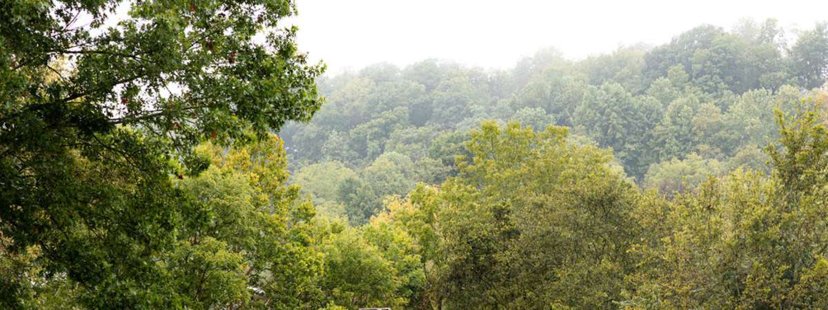 Forest Bathing