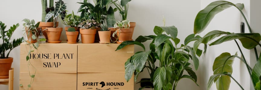 House Plant Swap