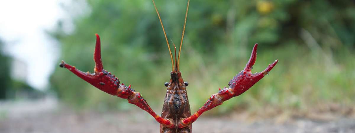 Happy Hour Speaker Series - Crayfish of Chicago