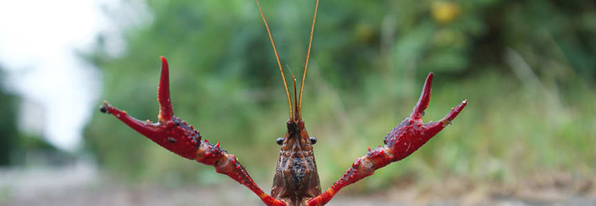Happy Hour Speaker Series - Crayfish of Chicago