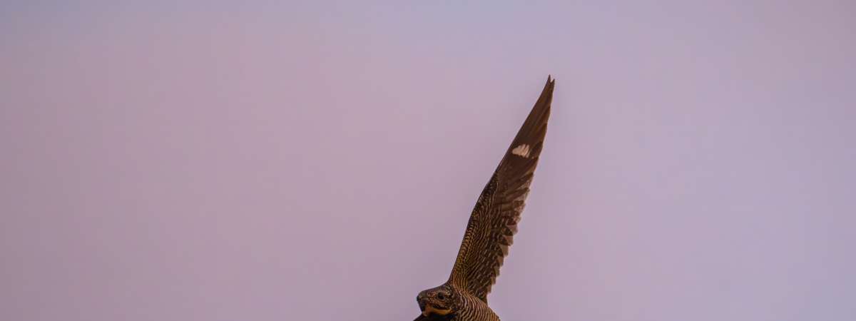 Nighthawk Crawl at Humboldt Park, Black Feather Edition