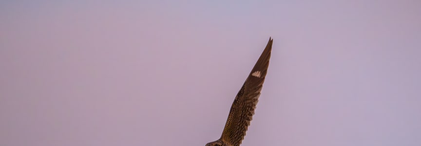 Nighthawk Crawl at Humboldt Park, Black Feather Edition
