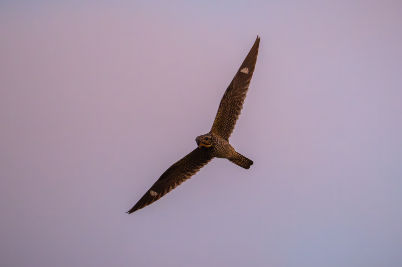 Nighthawk Crawl at Humboldt Park, Black Feather Edition
