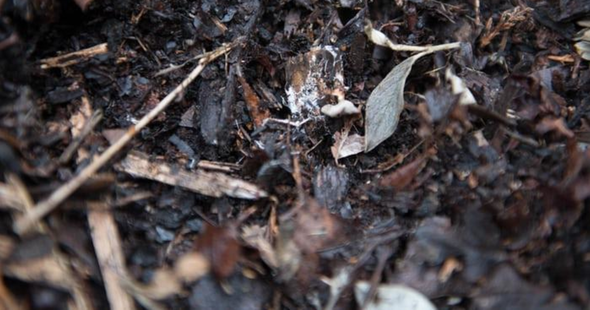 FREE Workshop: Boulevard Gardening Sheet Mulching