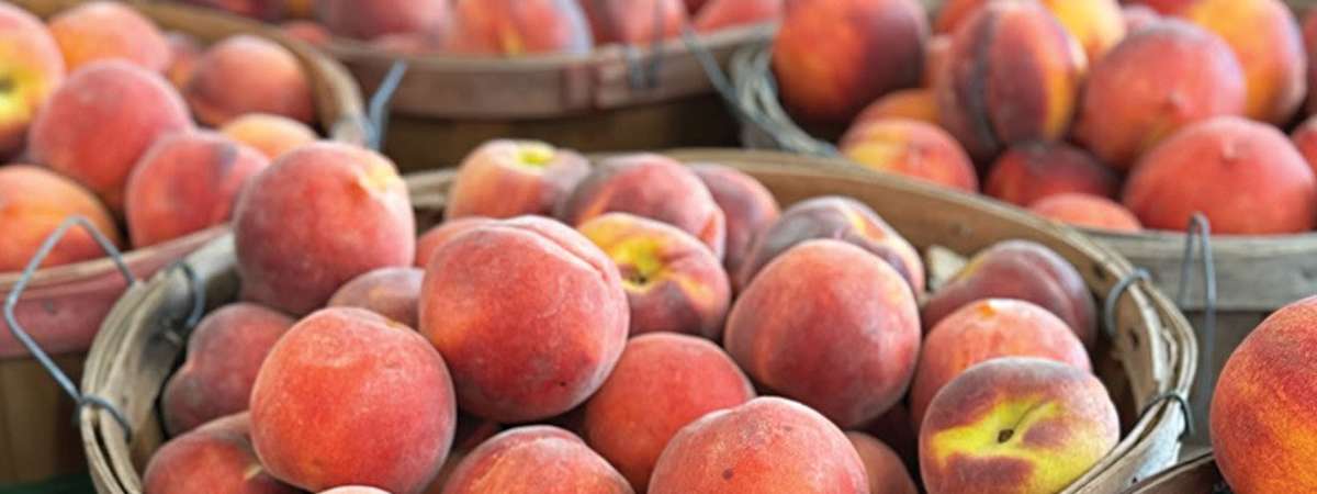 Peach Focus