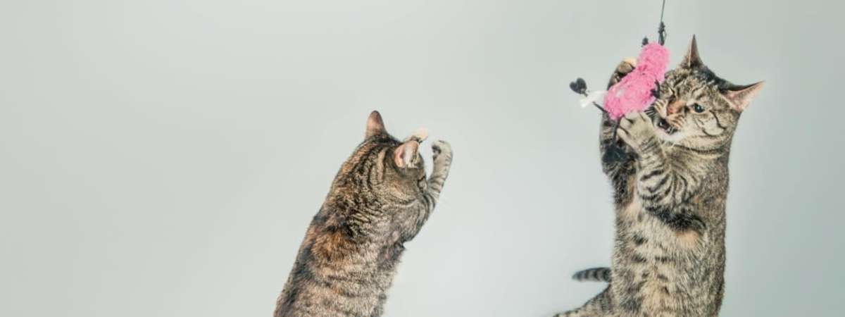 CatVideoFest