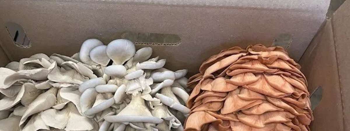 Pasta and Mushrooms