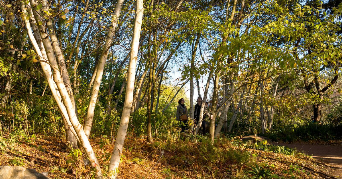Forest Bathing Walk