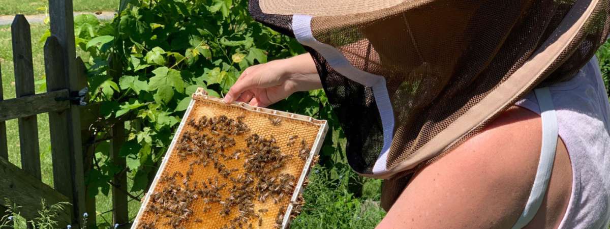 Complete Beekeeping Course
