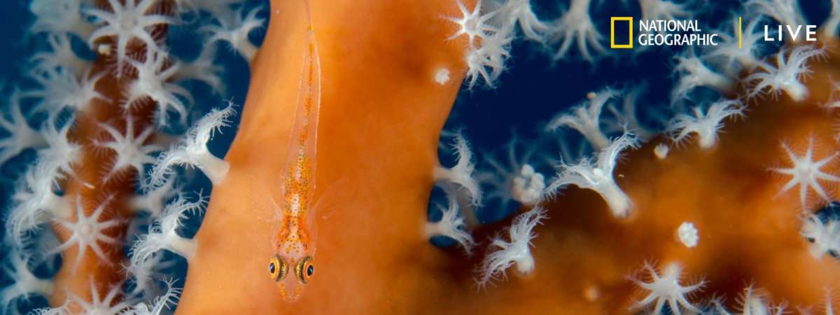 Nat Geo Live: Diving the Great Barrier Reef
