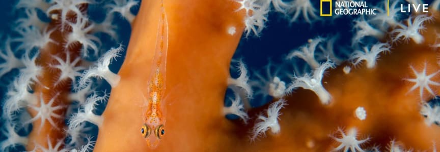 Nat Geo Live: Diving the Great Barrier Reef