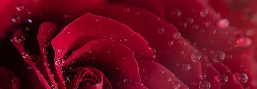 Macro Photography