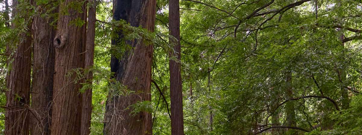 John Adams The Dharma at Big Sur