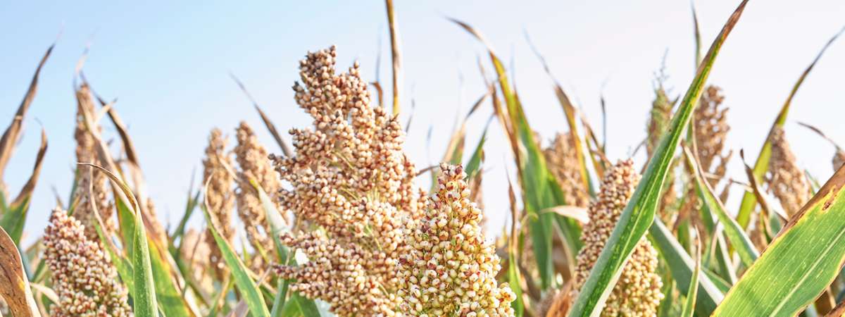 Heirloom Seed Saving Workshop at South Street