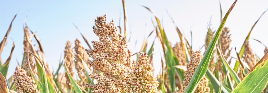 Heirloom Seed Saving Workshop at South Street