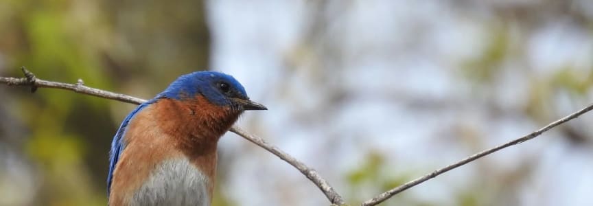 North Pond Wednesday Bird Walks