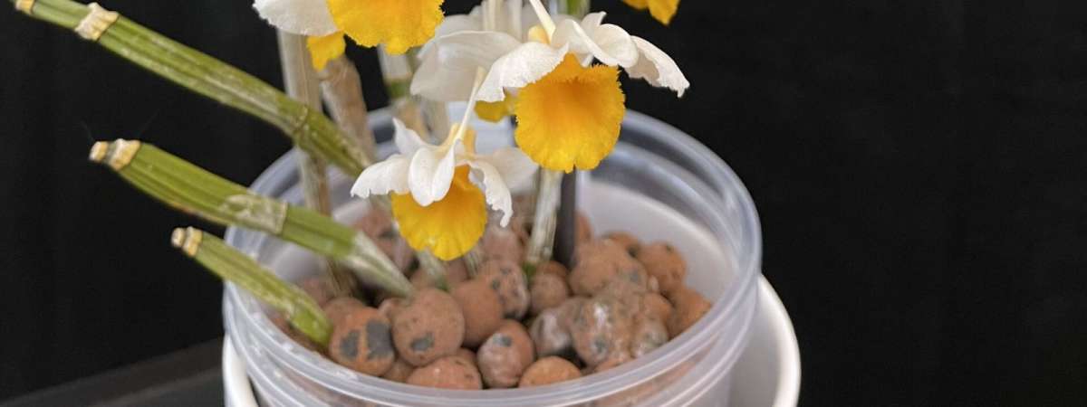 Grow Orchids in Water: Semi-Hydroponic Orchid Growing Talk & Demo