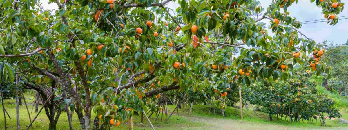 Fruit Trees: Workshop with Master Gardener Caroline Westfall