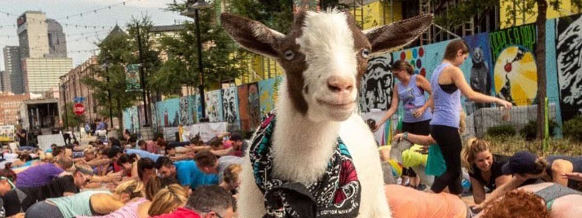 Yoga with Goats at the Brewery!