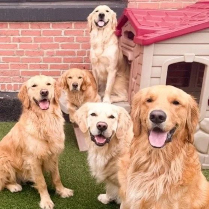 Annunal Golden Retriever Meet Up