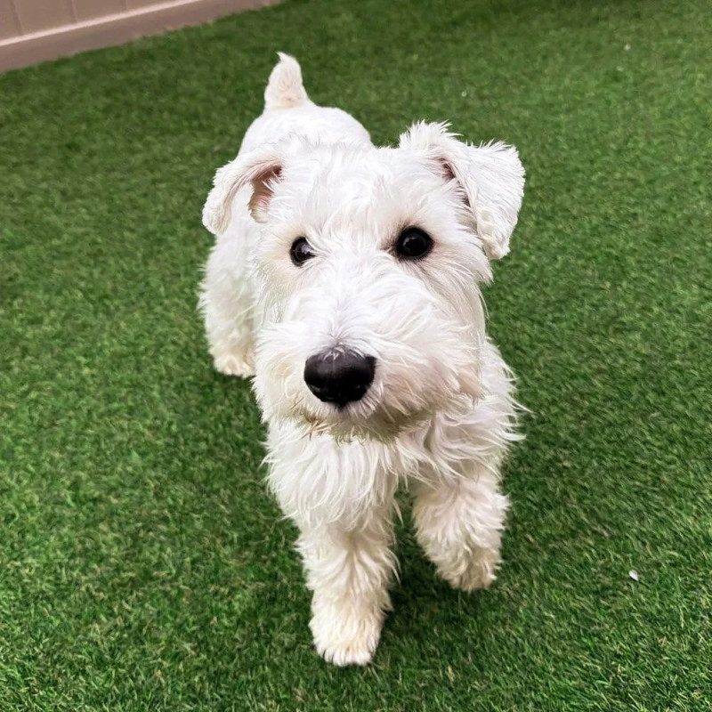 Schnauzer Meet Up