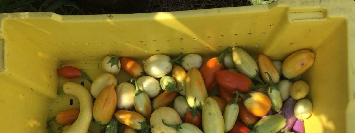 Sankofa Farm Stand at the Welcome Center