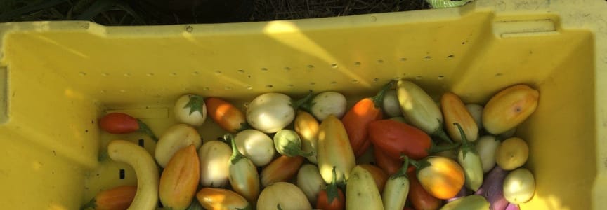 Sankofa Farm Stand at the Welcome Center