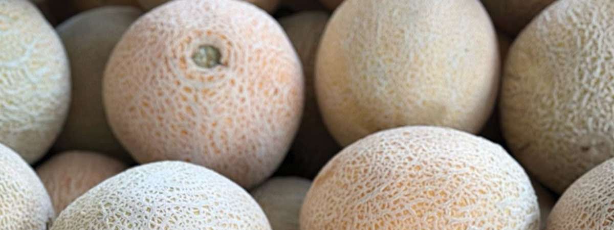 Melon Weekend