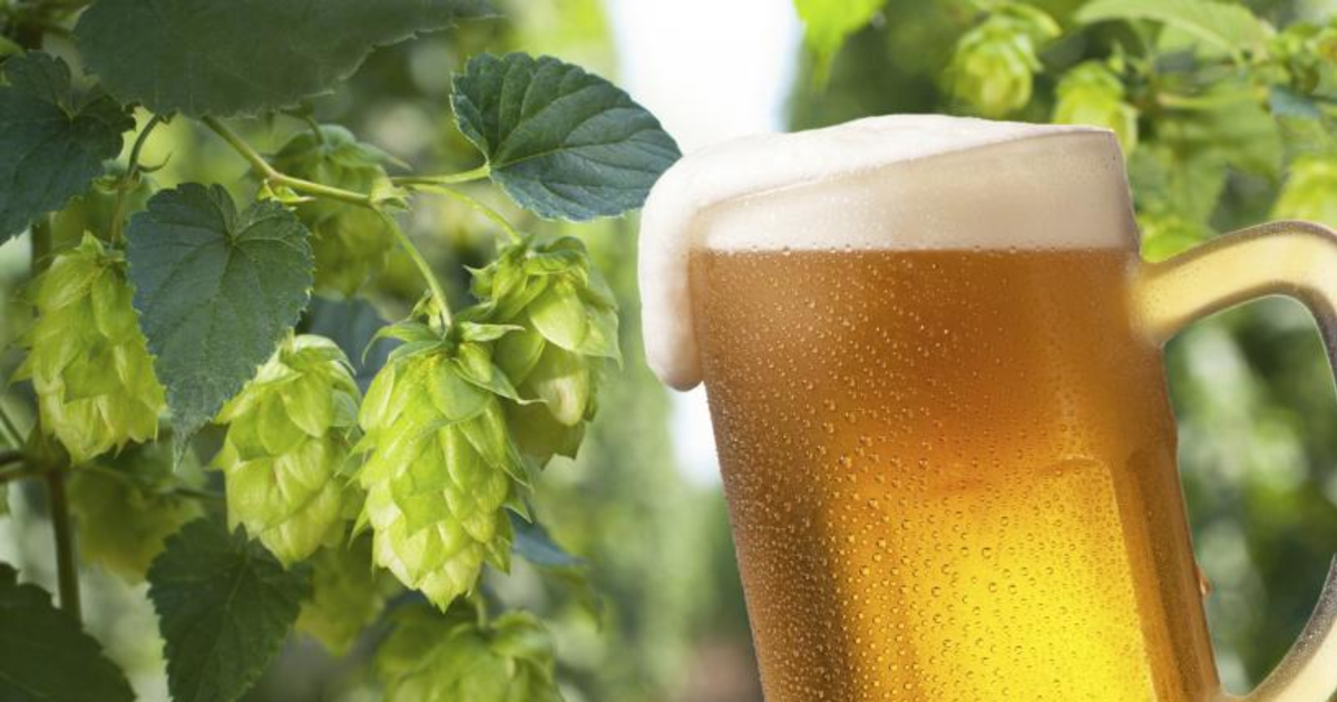 Brew School - Fresh Hop Season