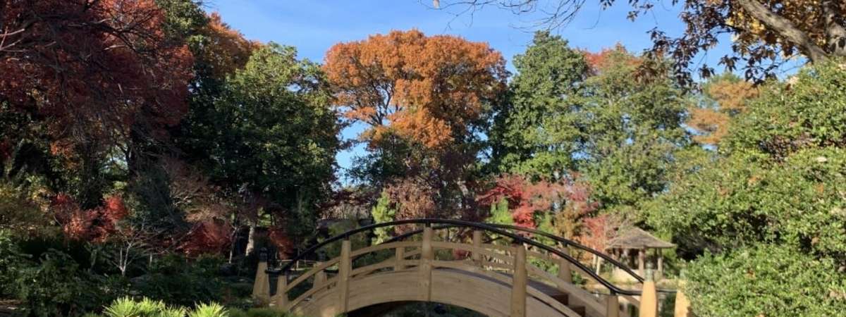 Members-Only Docent-Led Tour: Japanese Garden
