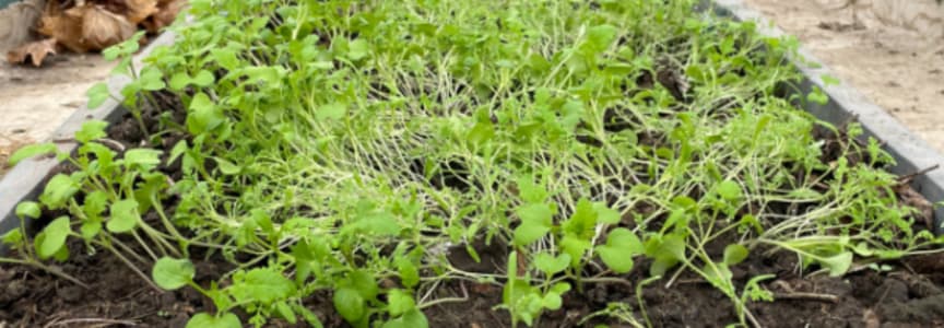 Cover Crops - Improving Your Soil's Health, News and Nibbles, Circulating Sound Concert, Chess Club at College Avenue, Art Becom