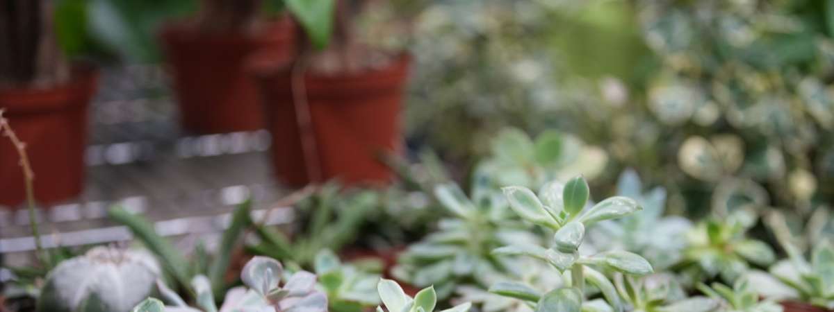 PlantCon