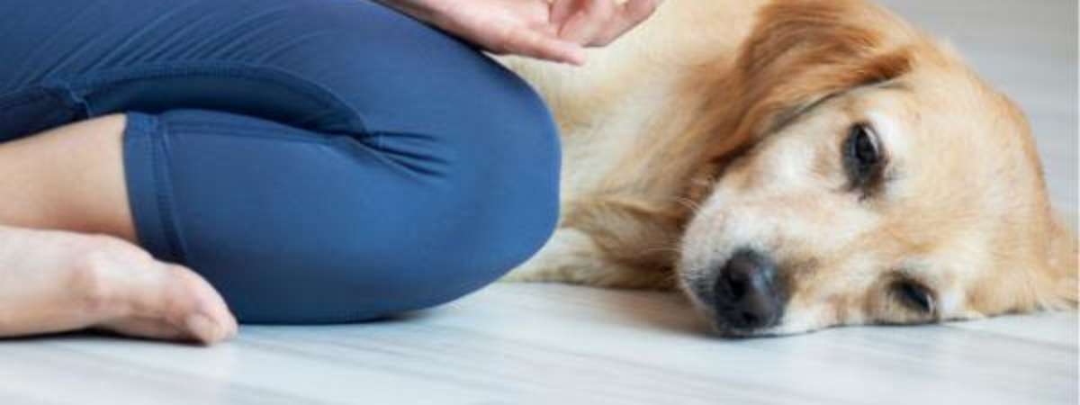 Paws & Breathe at Haughville, Computer Basics (Click for locations)